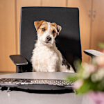 Büro-Hund